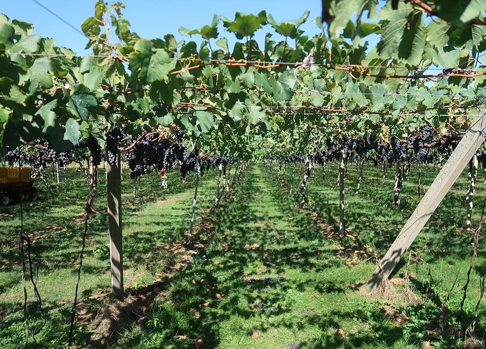 web_2025.12_tachibana_wineevent1