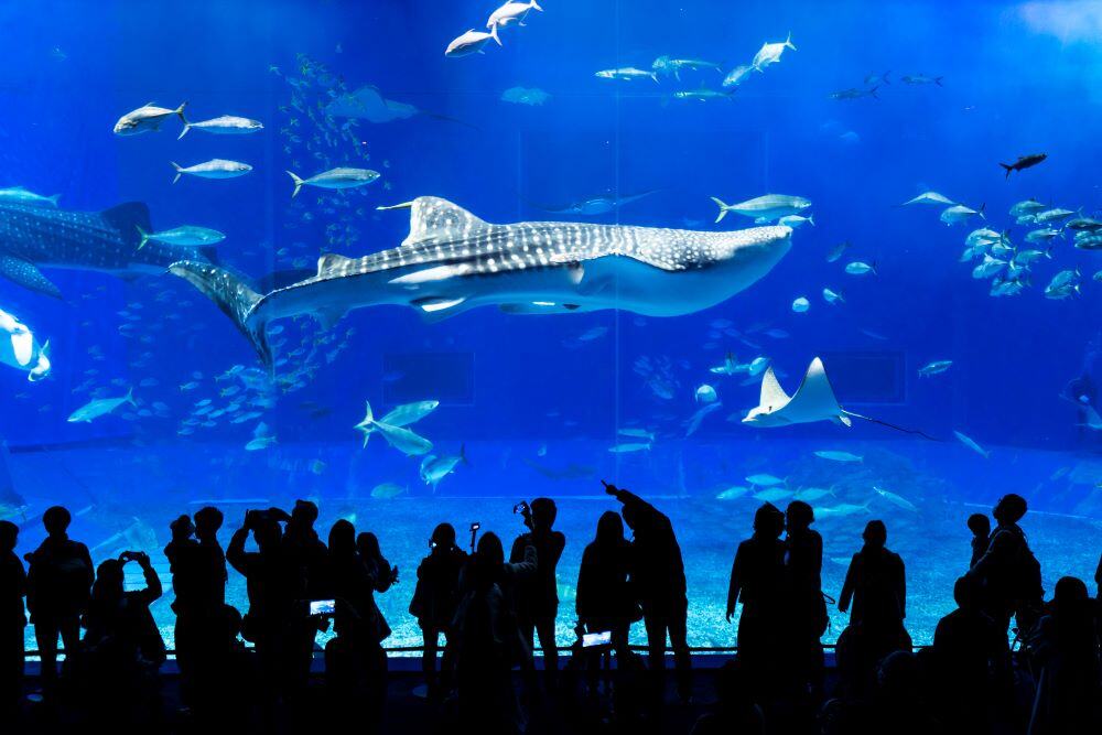 美ら海水族館