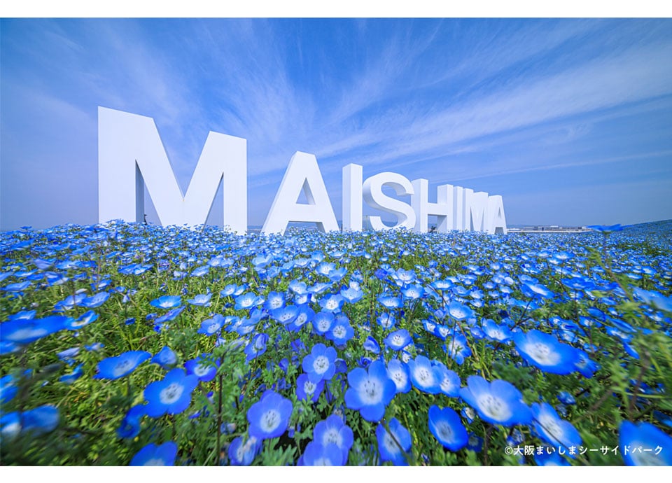 ネモフィラ祭りイメージ