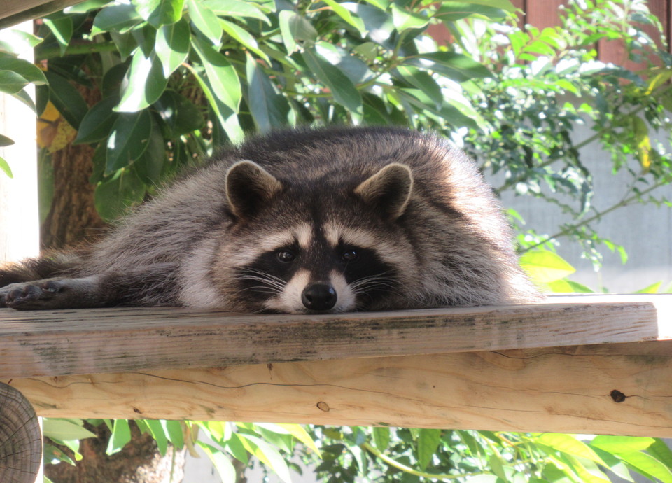到津の森公園入場券付ステイプラン｜宿泊｜リーガロイヤルホテル小倉
