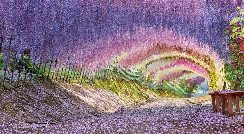 河内藤園