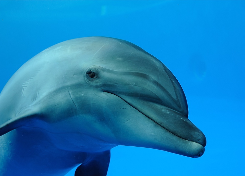 ～遊びながら学べる水族館～　「京都水族館」チケット付ステイプラン イメージ画像