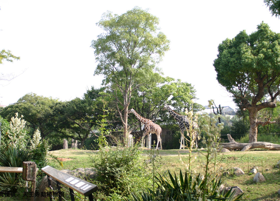 天王寺動物園